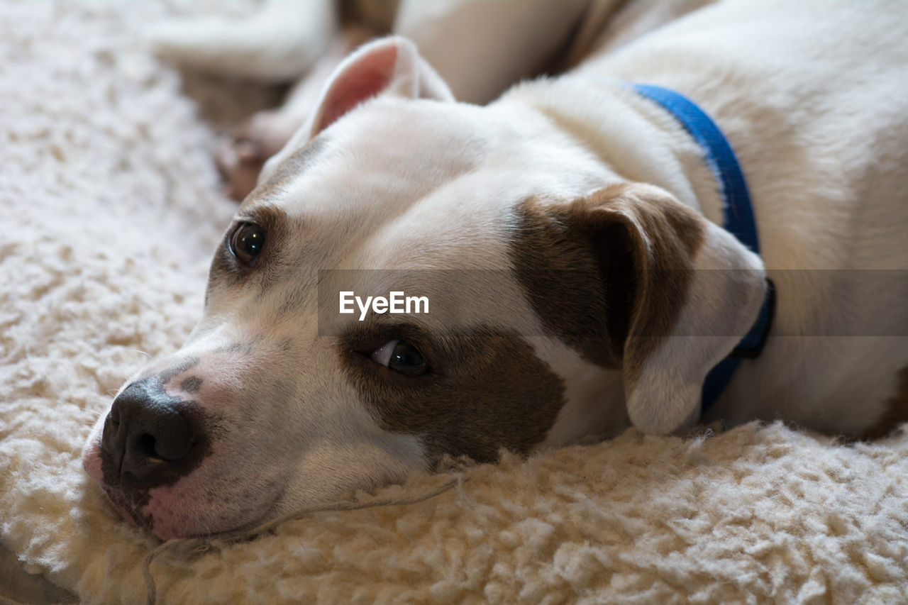 PORTRAIT OF DOG LYING AT HOME