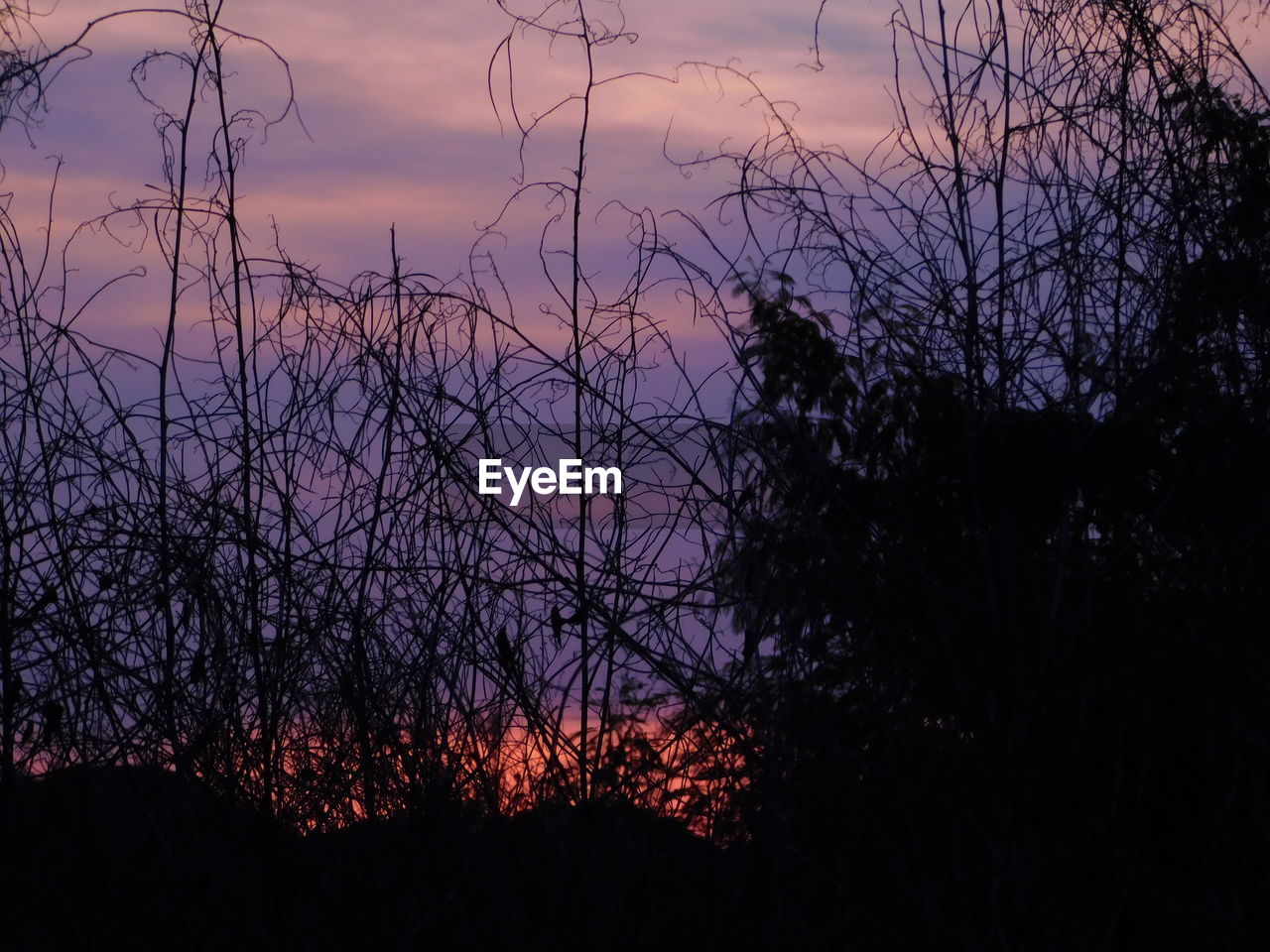 LOW ANGLE VIEW OF SILHOUETTE BARE TREES AGAINST SKY AT NIGHT