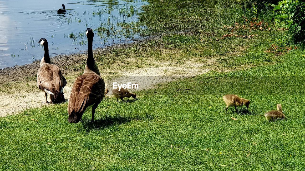 VIEW OF DUCKS ON GRASS