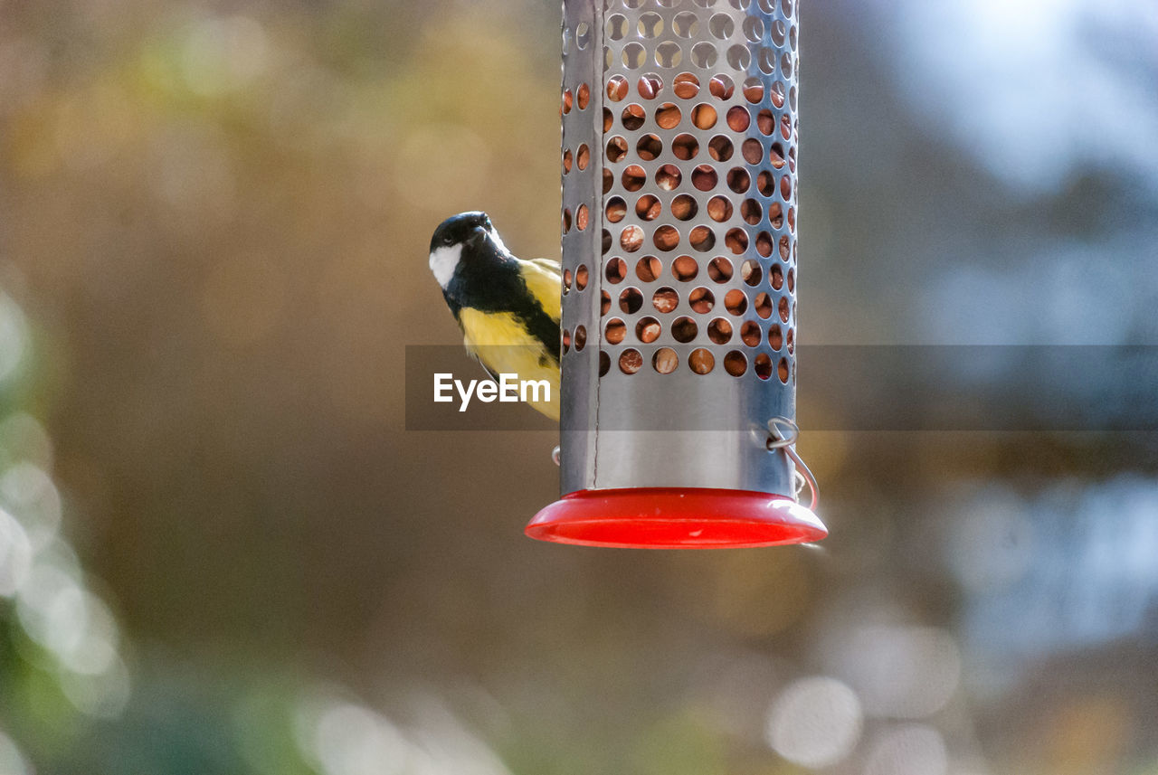 Bird by feeder