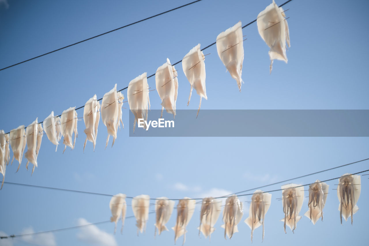 Squid drying like laundry at yobuko fishing port, karatsu city, saga prefecture.