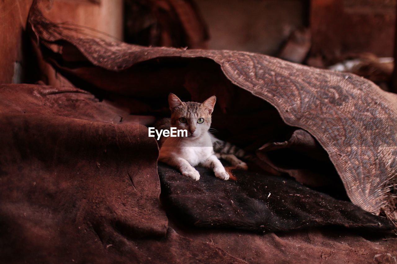 Portrait of cat sitting outdoors