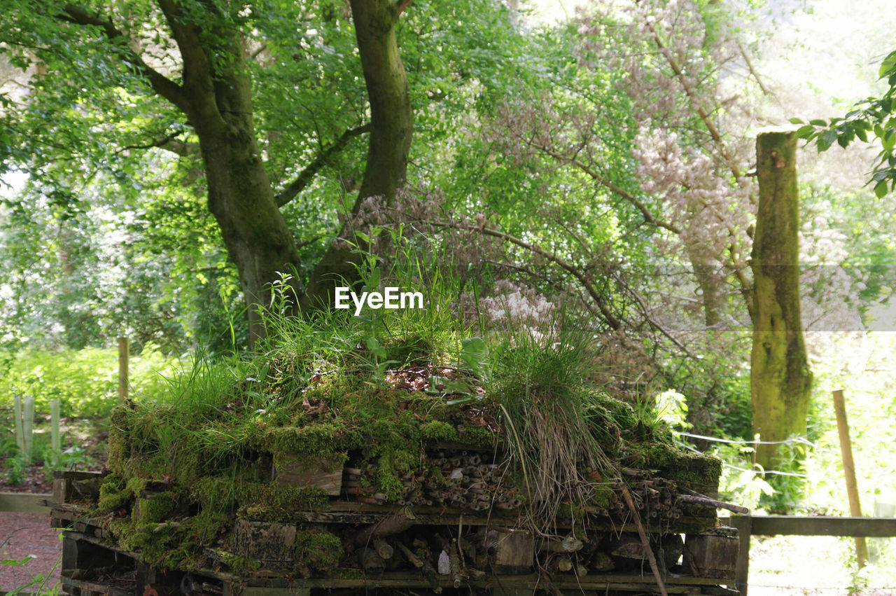 VIEW OF TREES IN FOREST