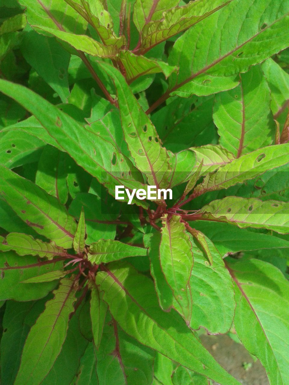 MACRO SHOT OF LEAVES