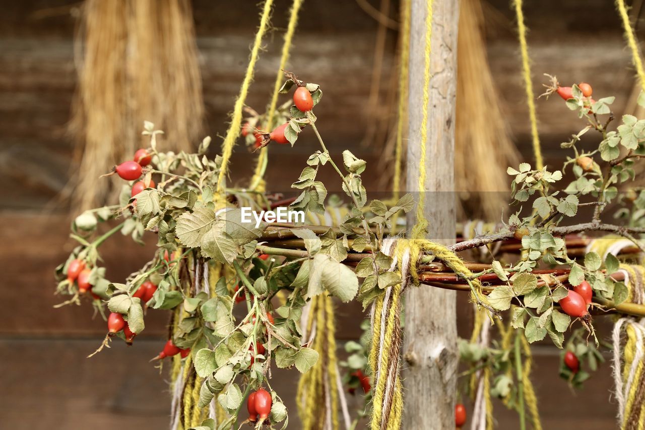 plant, spring, flower, branch, nature, autumn, focus on foreground, no people, tree, food and drink, leaf, food, fruit, growth, close-up, day, beauty in nature, outdoors, twig, hanging, healthy eating, flowering plant, freshness, floristry, red, plant part, produce, blossom, decoration, berry