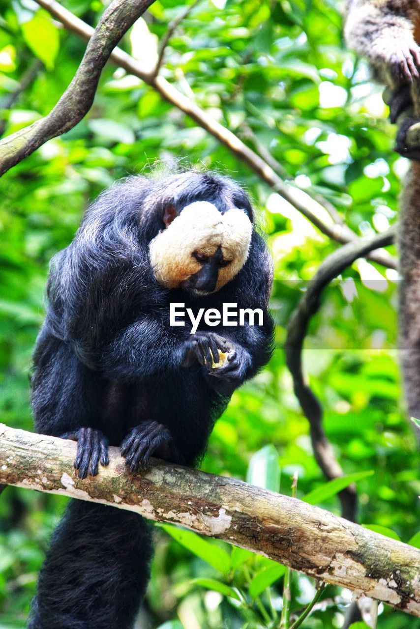 Low angle view of monkey sitting on tree in forest