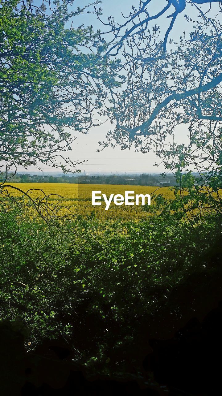 VIEW OF OILSEED RAPE FIELD