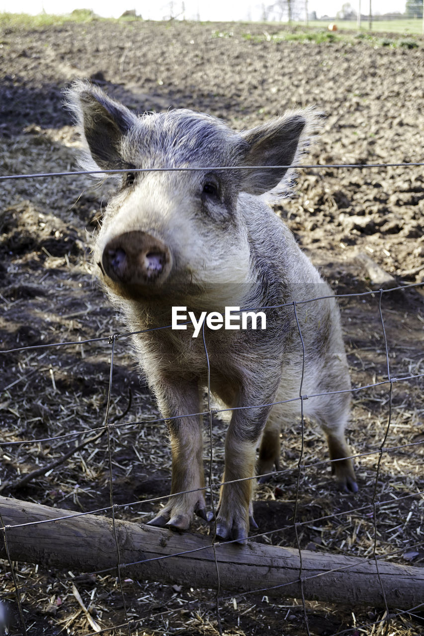 Close-up portrait of a pig on field