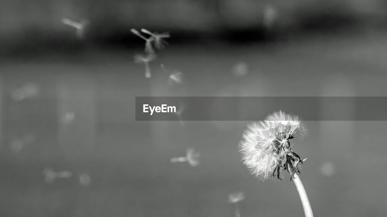 Close-up of dandelion against blurred background