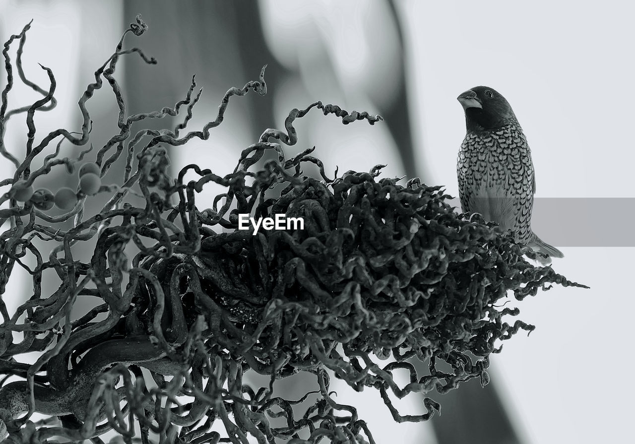 CLOSE-UP OF BIRD PERCHING OUTDOORS