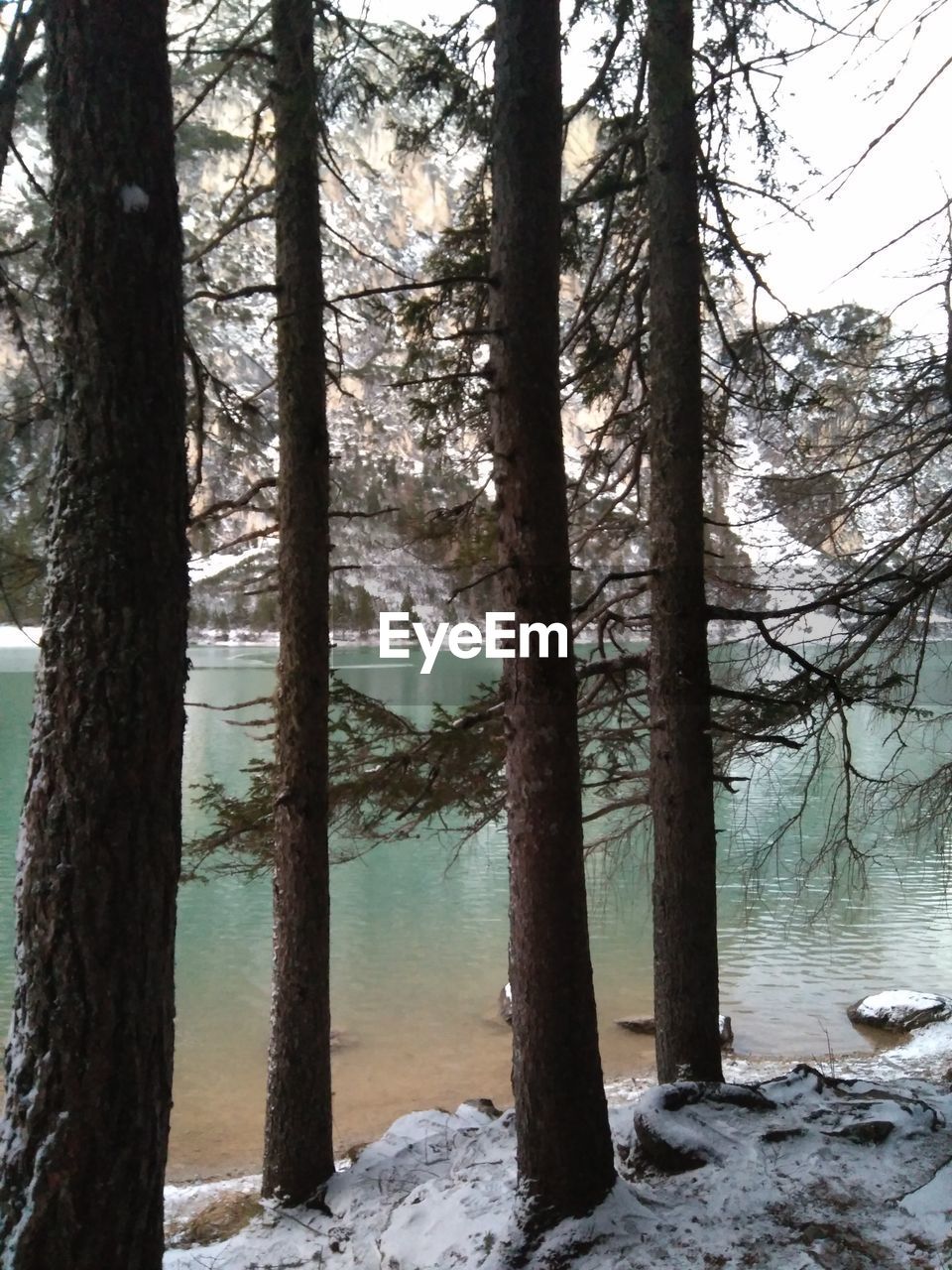 TREES GROWING IN FOREST DURING WINTER