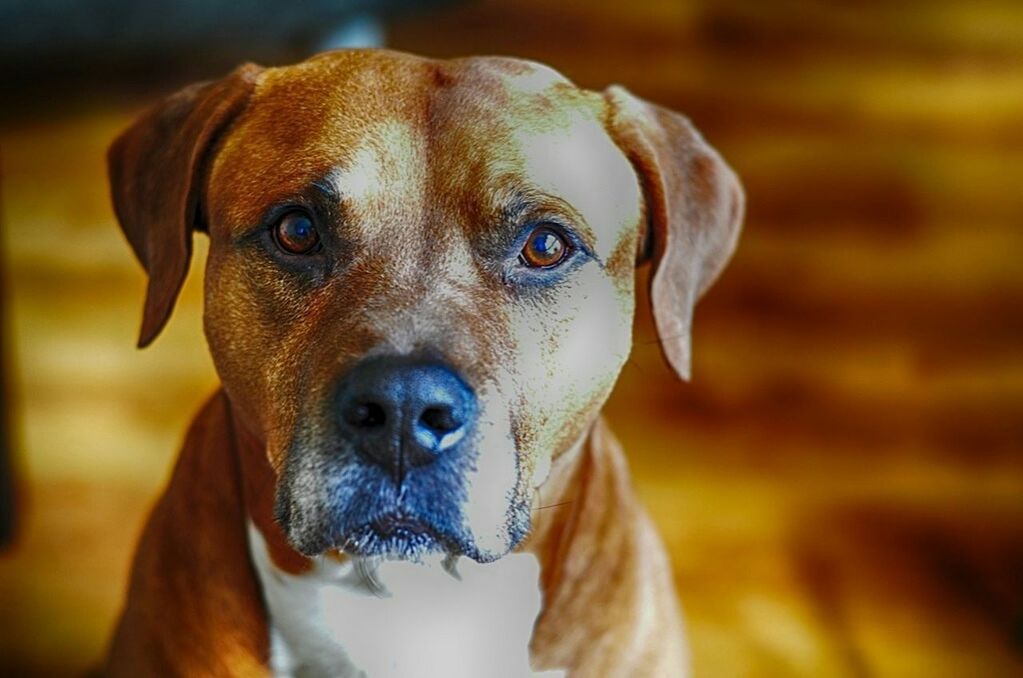 PORTRAIT OF DOG