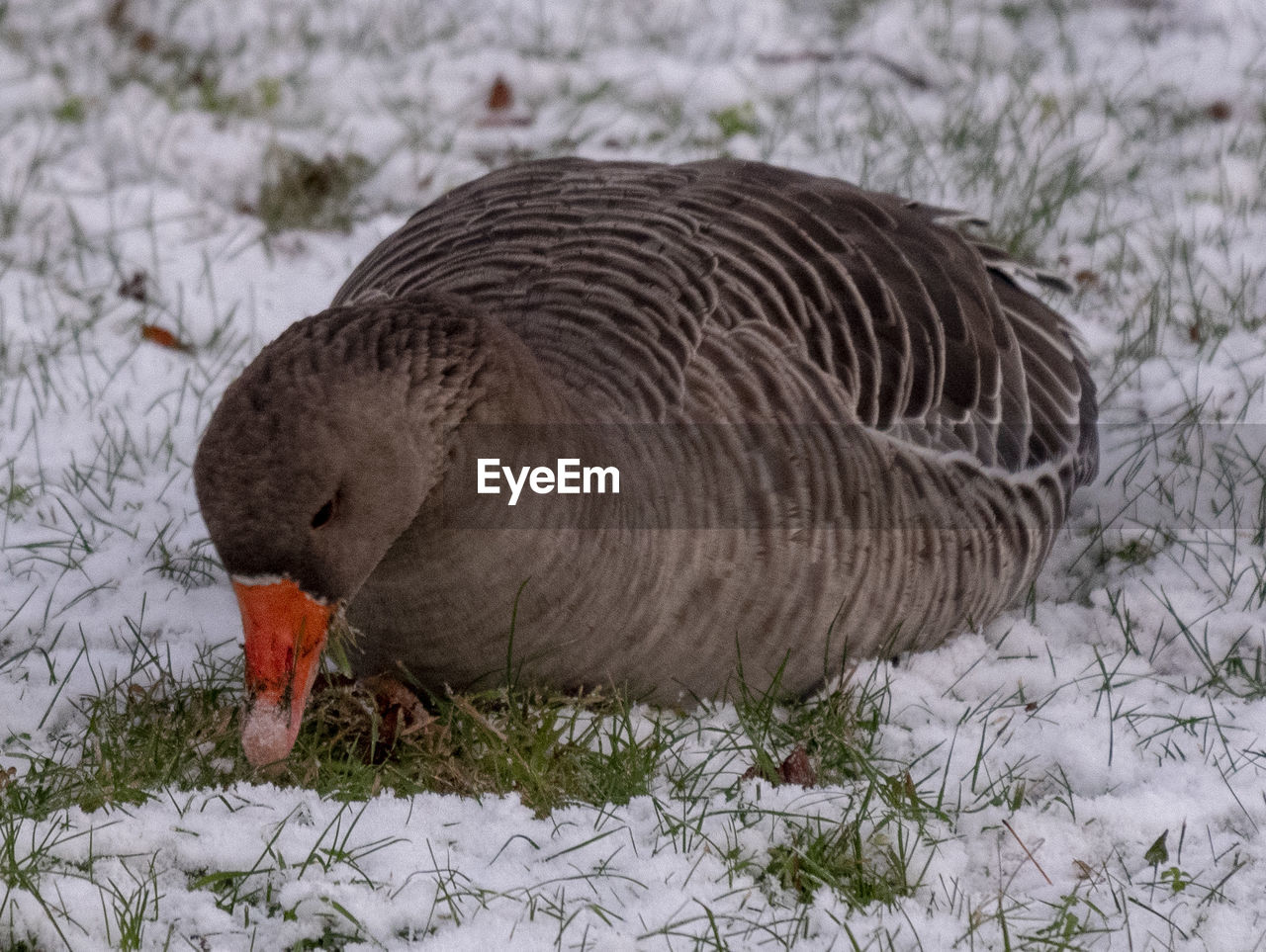 animal themes, animal, bird, animal wildlife, wildlife, one animal, ducks, geese and swans, beak, snow, nature, water bird, no people, goose, winter, cold temperature, fowl, duck, wing, plant, field, land, outdoors, day, grass