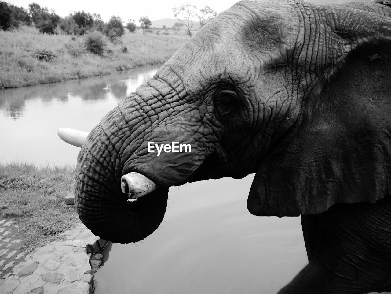 CLOSE-UP OF ELEPHANT AT LAKE