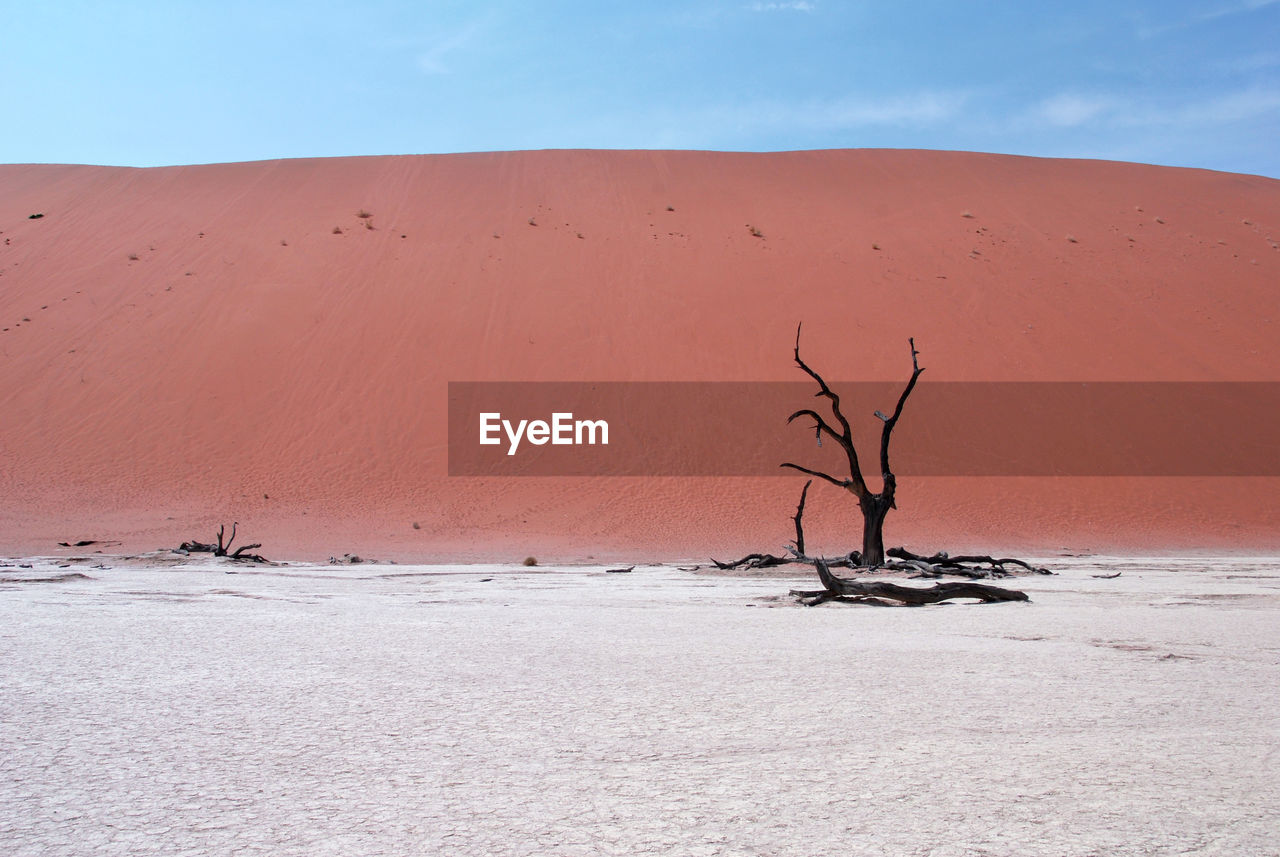 Bare tree in the desert