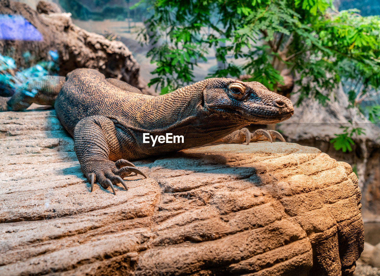 animal themes, animal, animal wildlife, reptile, wildlife, one animal, lizard, iguana, nature, no people, komodo dragon, day, tree, outdoors, rock, animal body part, plant, side view, land