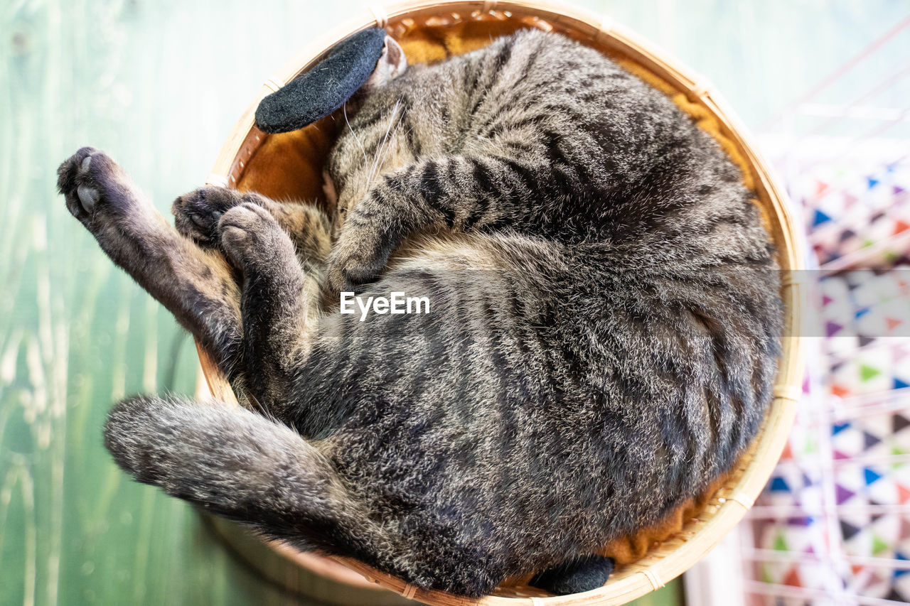 CLOSE-UP OF A RELAXED CAT