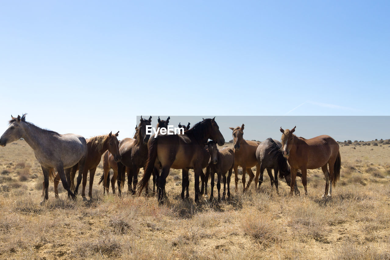 animal, mammal, animal themes, herd, animal wildlife, mustang horse, group of animals, domestic animals, natural environment, wildlife, horse, steppe, sky, nature, landscape, livestock, environment, land, prairie, no people, clear sky, grass, field, outdoors, blue, grassland, pack animal, desert, day, mare, walking, copy space, large group of animals, sunlight, grazing, rural scene, full length