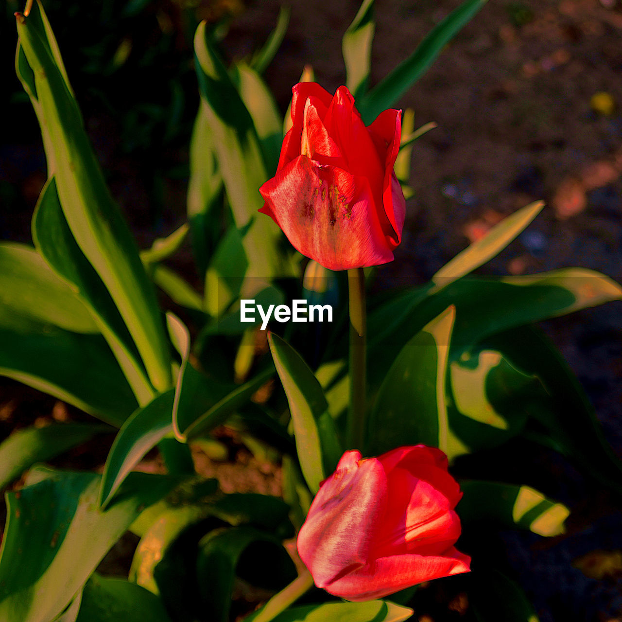 CLOSE-UP OF RED FLOWER