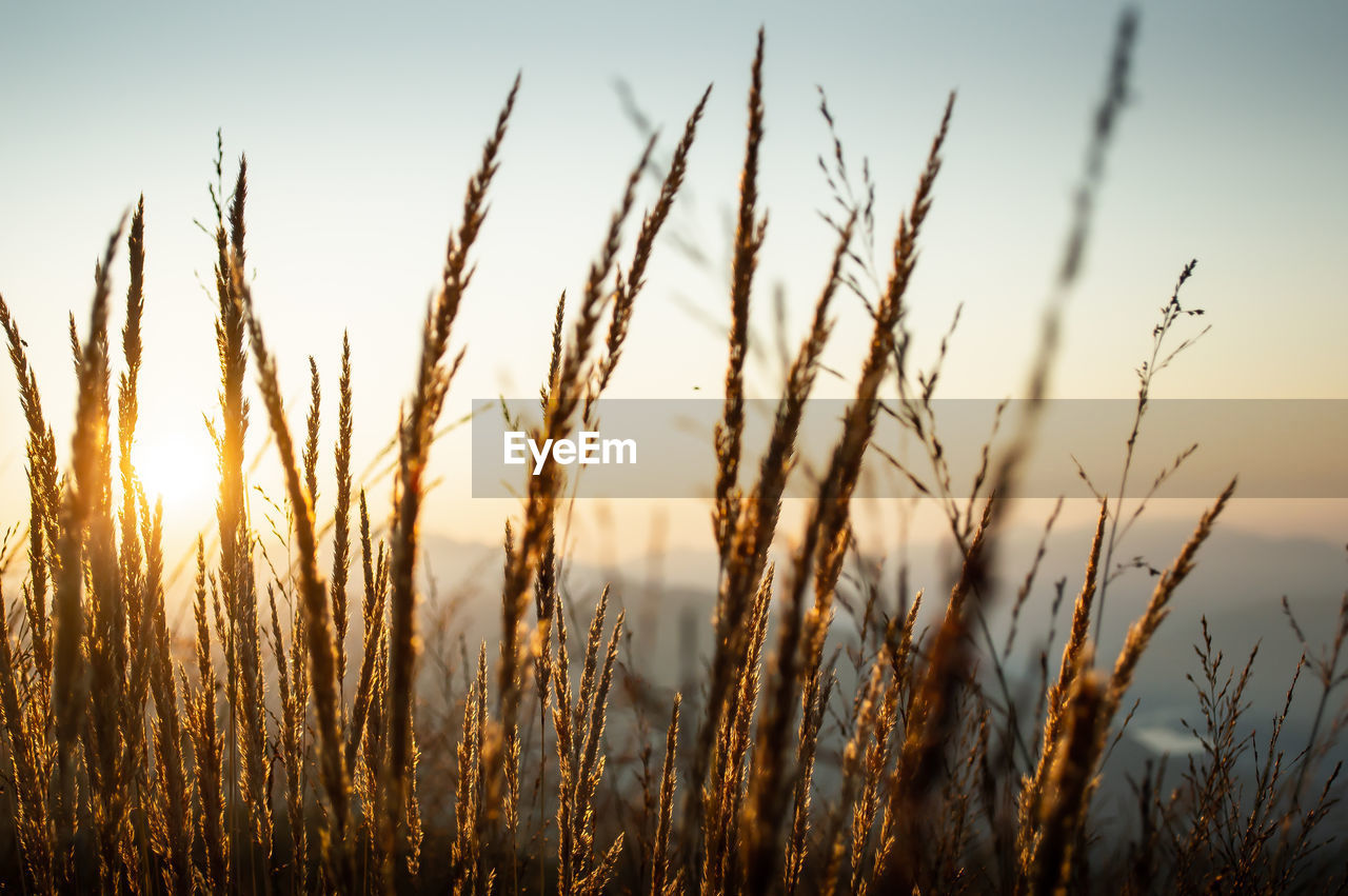 Close-up of stalks in field against sky