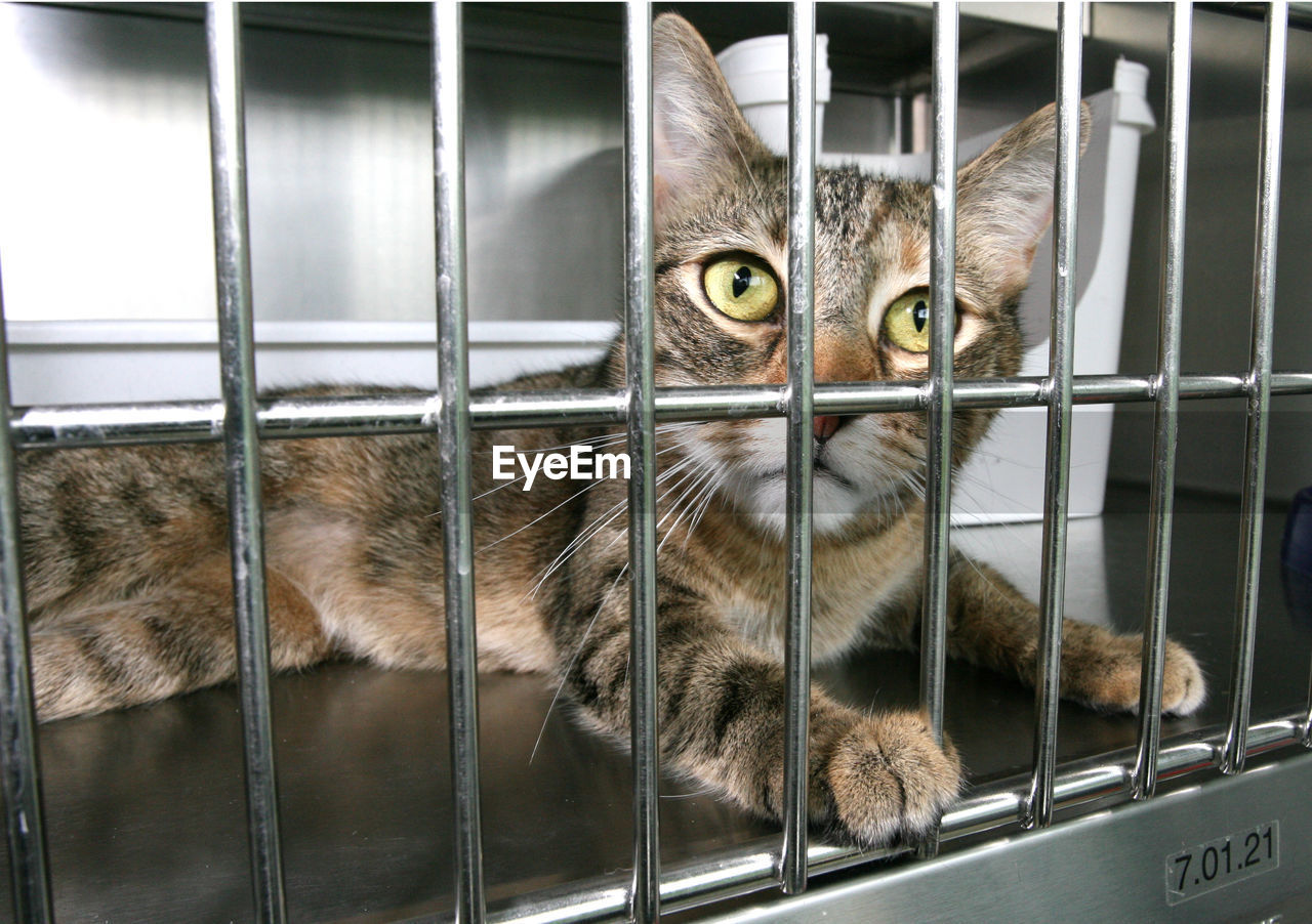 Close-up of cat in cage