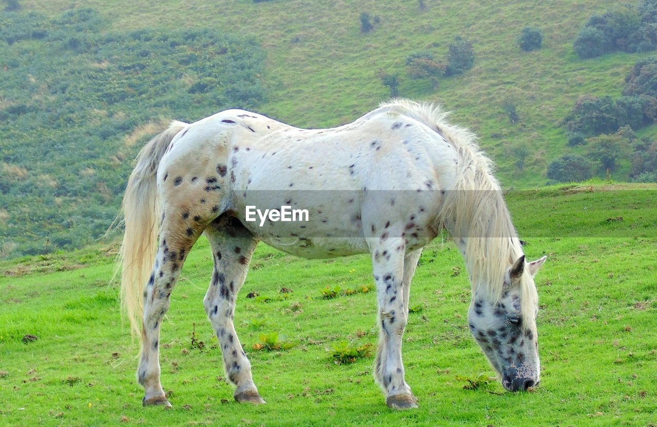 Horses grazing in a field