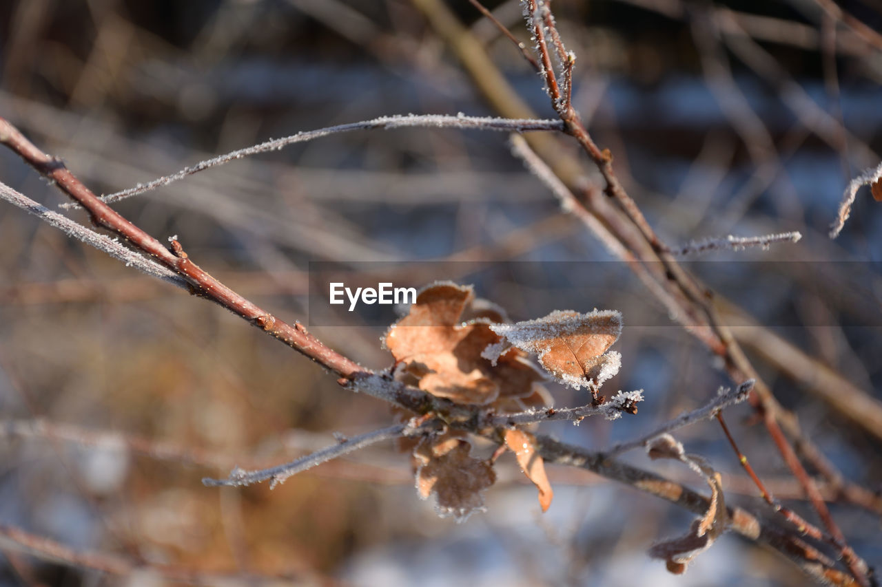 Close-up of dry leaves on tree during winter