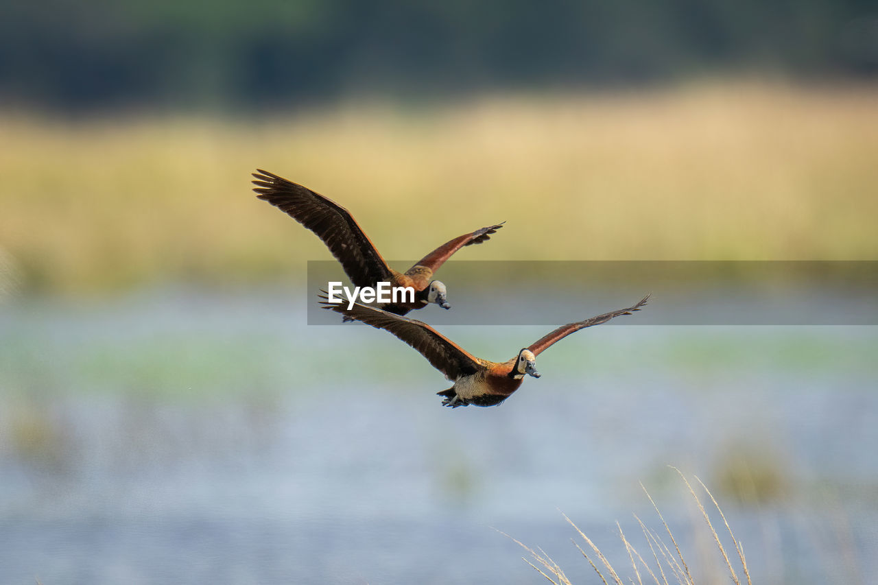 animal themes, animal wildlife, animal, wildlife, bird, flying, spread wings, one animal, bird of prey, animal body part, mid-air, nature, no people, water, motion, animal wing, wing, outdoors, focus on foreground, day, water bird, beauty in nature, beak, lake