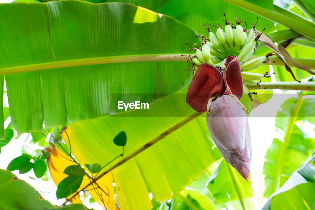 CLOSE-UP OF GREEN LEAVES ON WHITE FLOWER