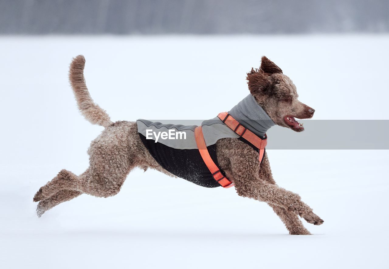 CLOSE-UP OF DOG ON SNOW