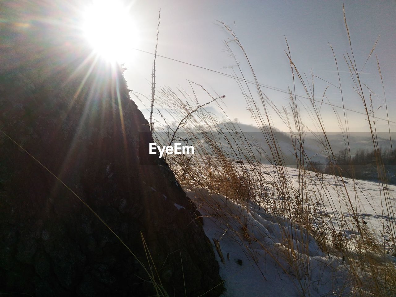 LOW ANGLE VIEW OF AN ANIMAL AGAINST SKY