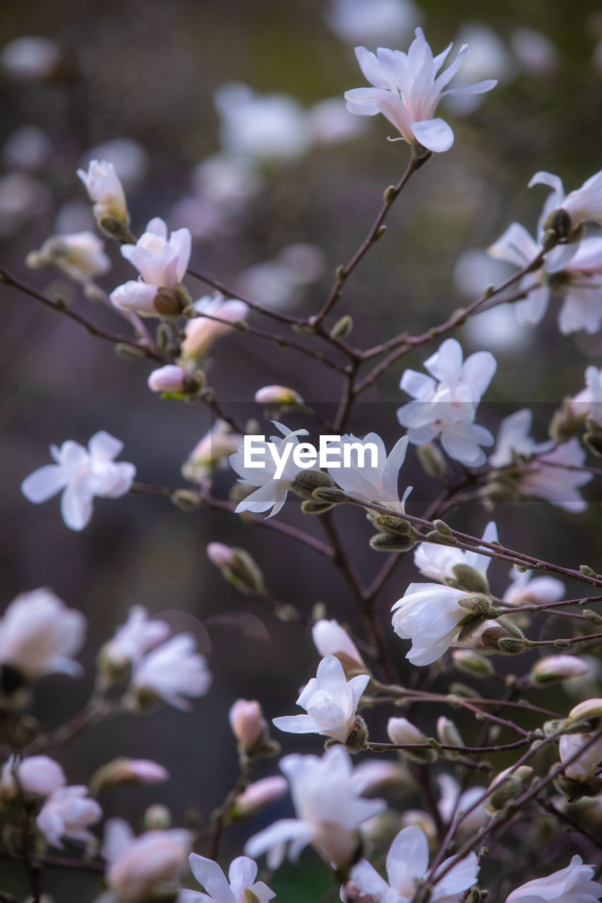 CLOSE-UP OF FRESH WHITE CHERRY BLOSSOM TREE