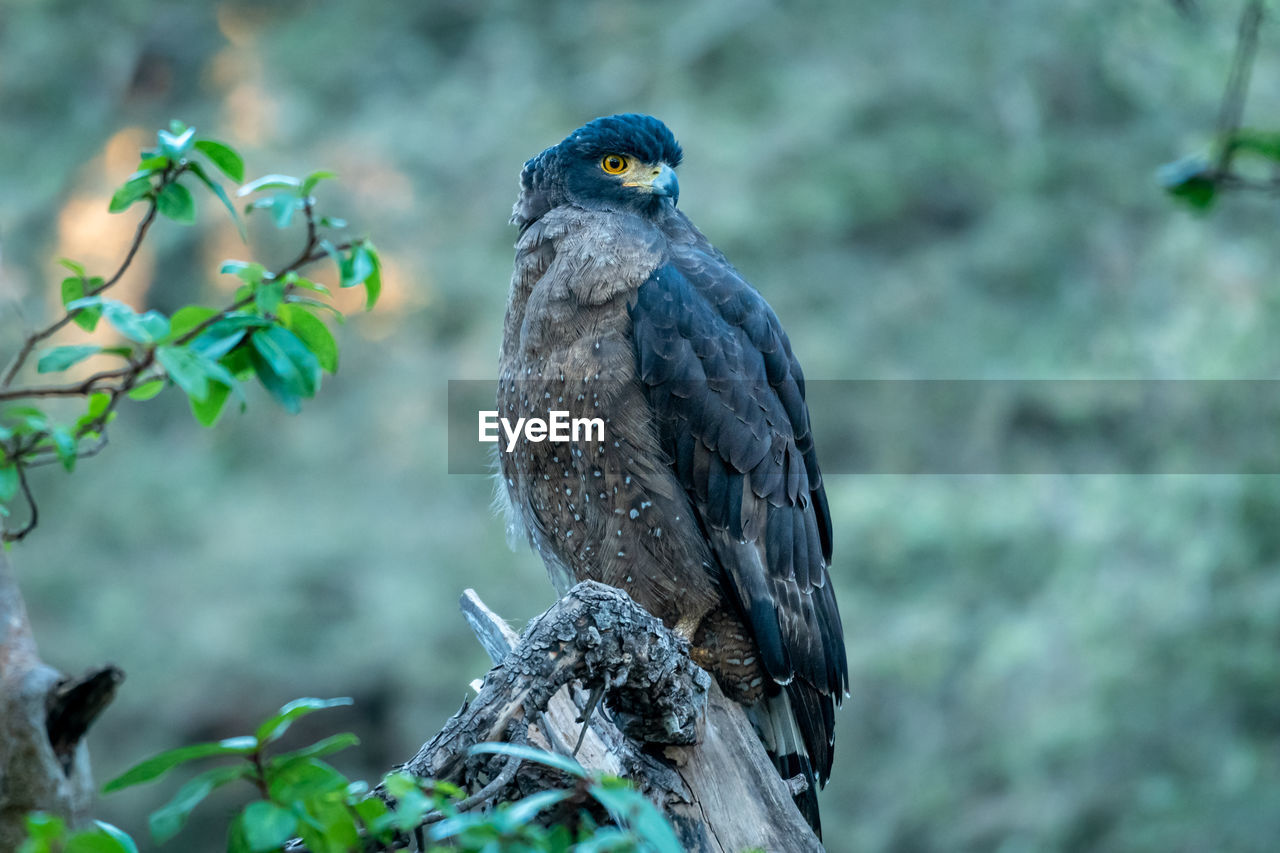 CLOSE-UP OF A BIRD PERCHING ON BRANCH