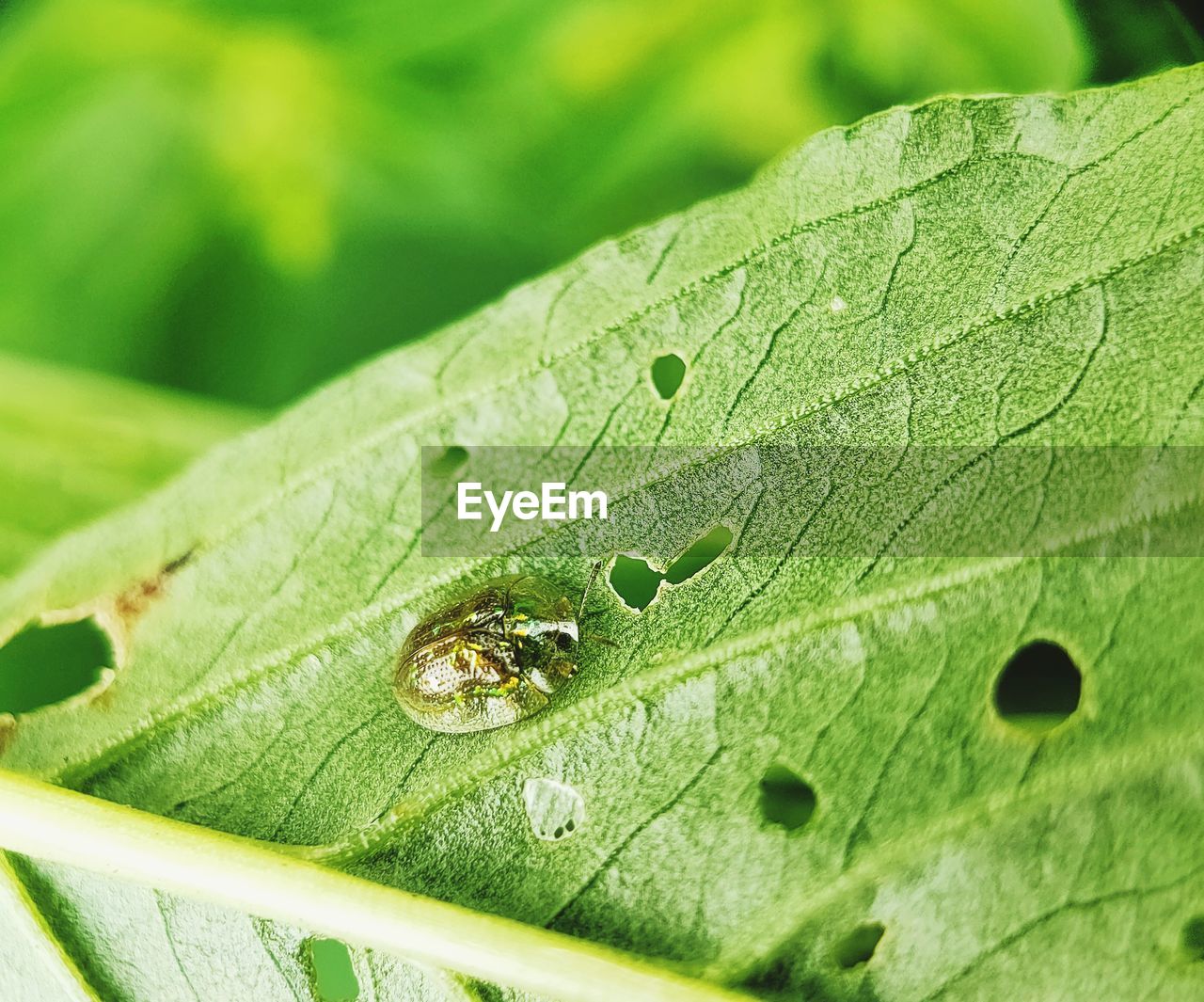 CLOSE-UP OF GREEN LEAF ON PLANT