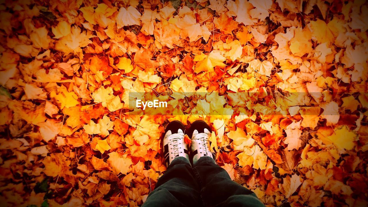 LOW SECTION OF PERSON STANDING ON MAPLE LEAVES