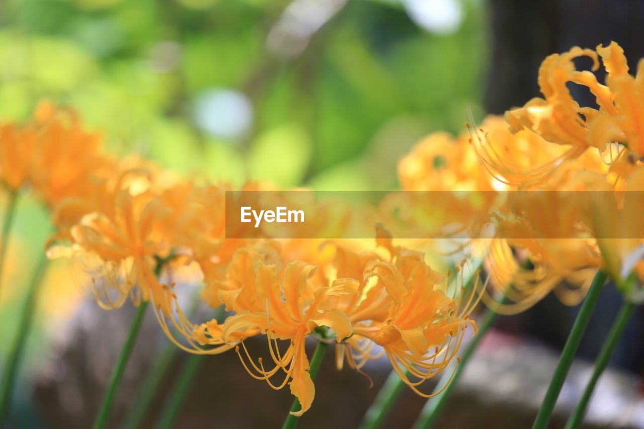 CLOSE-UP OF YELLOW FLOWER