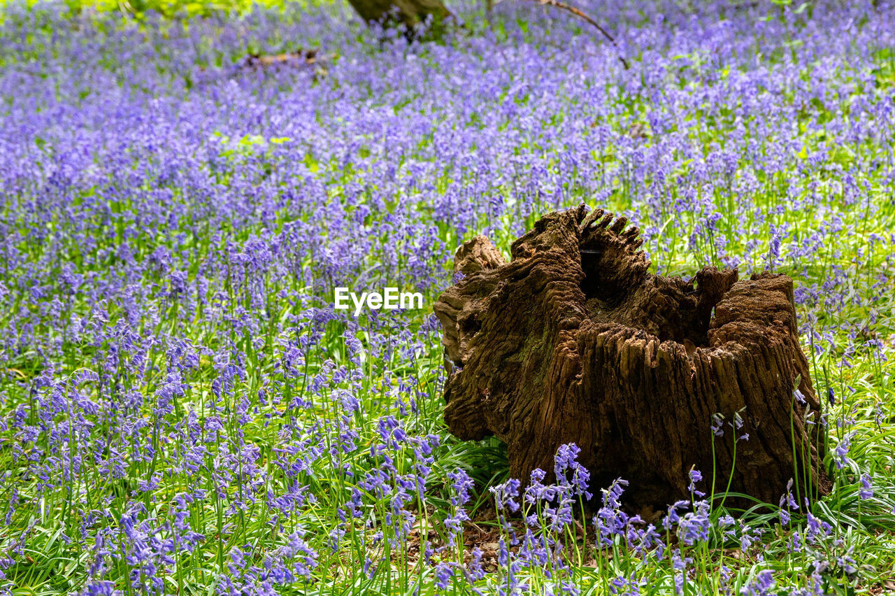 plant, flower, flowering plant, meadow, growth, field, nature, purple, prairie, land, beauty in nature, grass, no people, wildflower, grassland, freshness, day, woodland, animal, outdoors, natural environment, lavender, animal themes, fragility, animal wildlife, landscape, wildlife