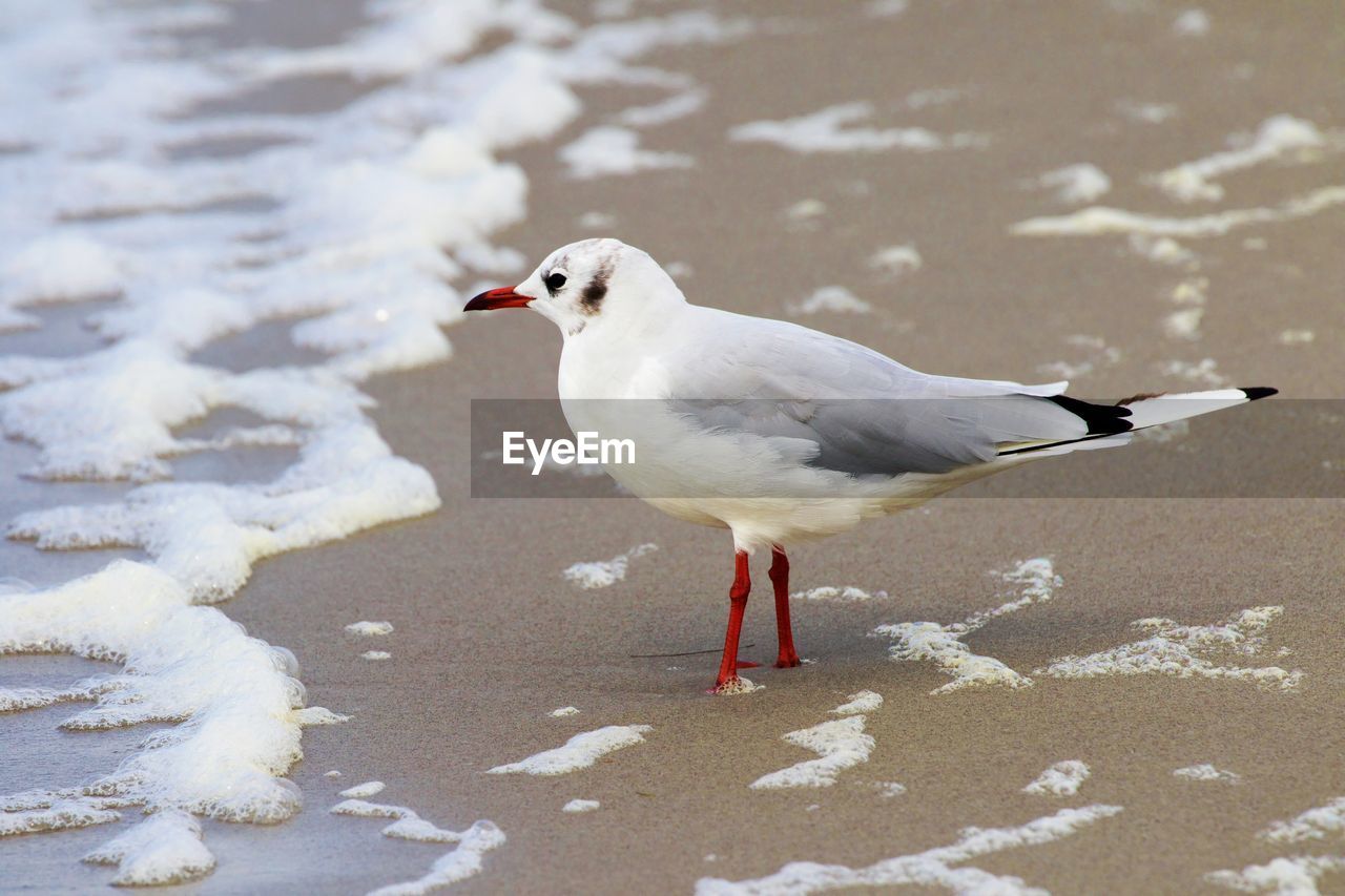 CLOSE-UP OF SEAGULL ON SNOW