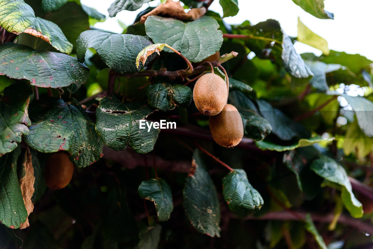 Close-up of kiwis growing on tree