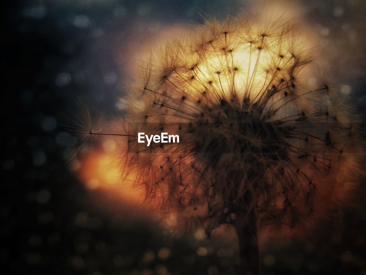 CLOSE-UP OF DANDELION AT SUNSET