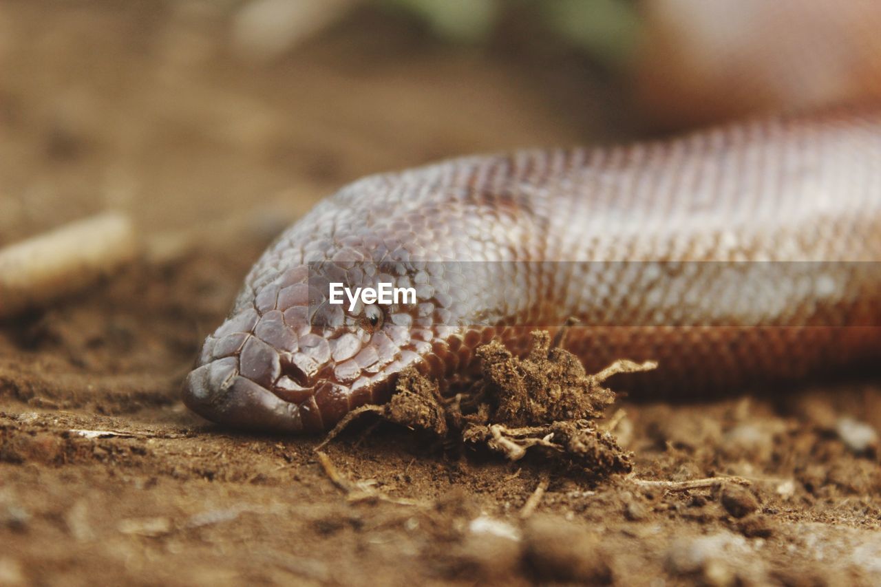 CLOSE-UP OF SNAKE
