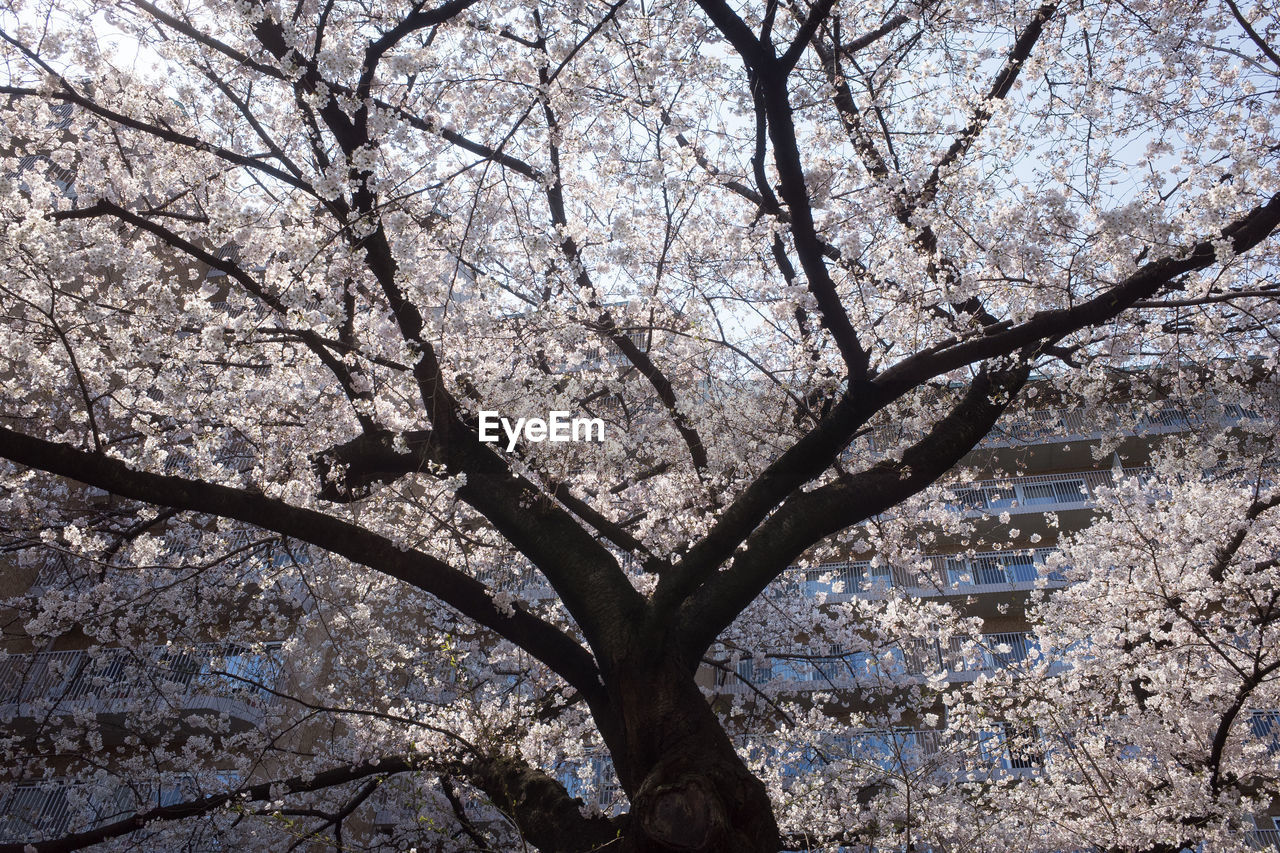 Low angle view of tree against sky