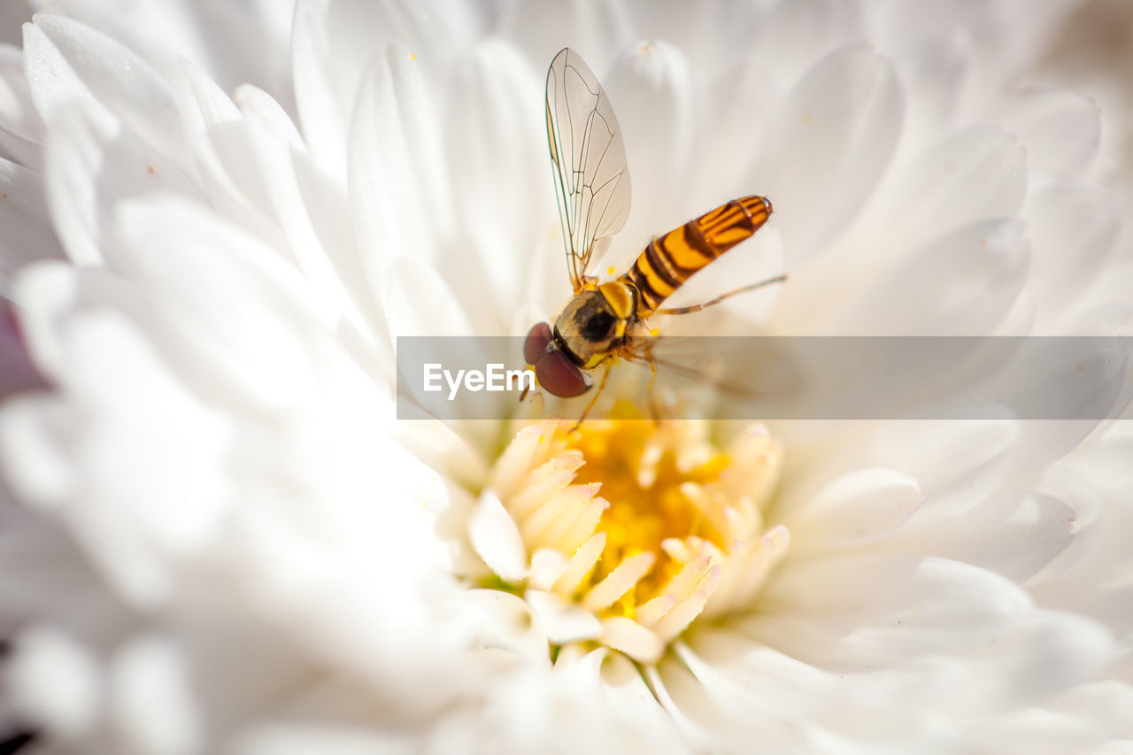 Close-up of insect pollinating on flower