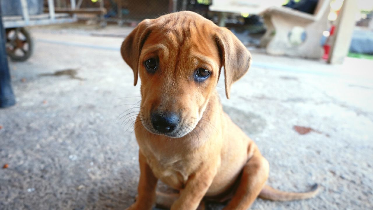 PORTRAIT OF DOG OUTDOORS