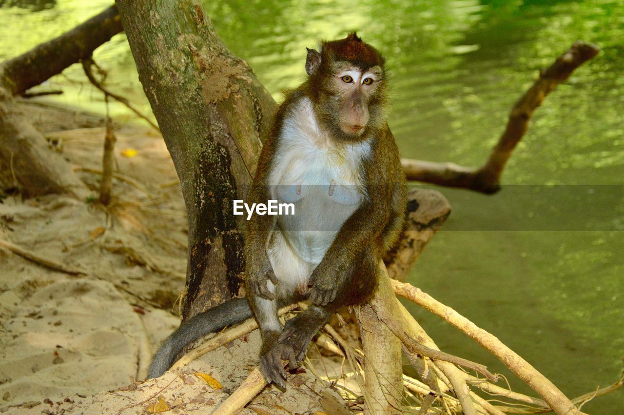 PORTRAIT OF AN ANIMAL ON TREE STUMP