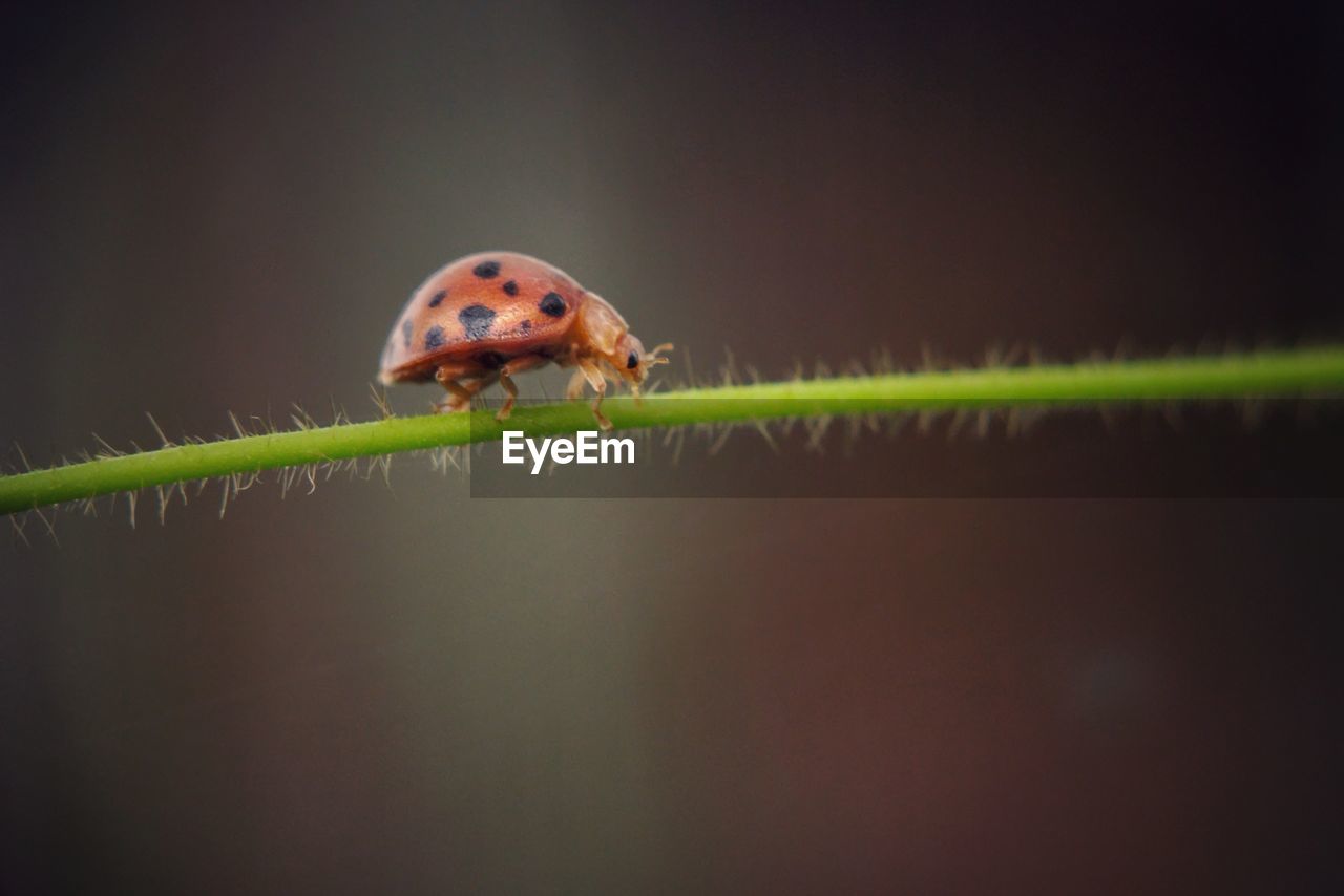 animal themes, animal, animal wildlife, one animal, insect, ladybug, macro photography, wildlife, close-up, nature, no people, beetle, plant, macro, green, outdoors, copy space, lap dog, crawling, focus on foreground, leaf, animal body part, plant part, beauty in nature