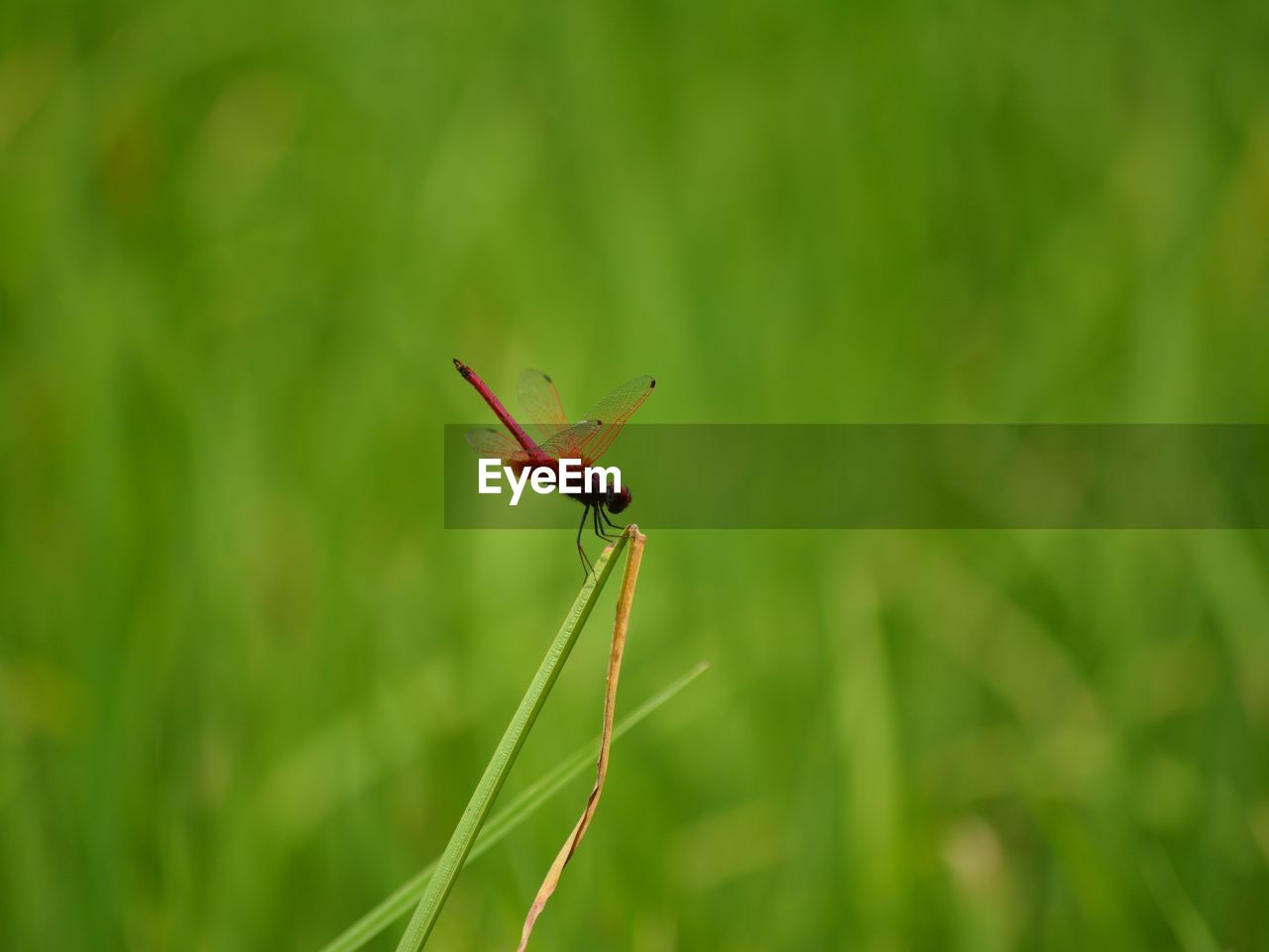 Close-up of insect on grass