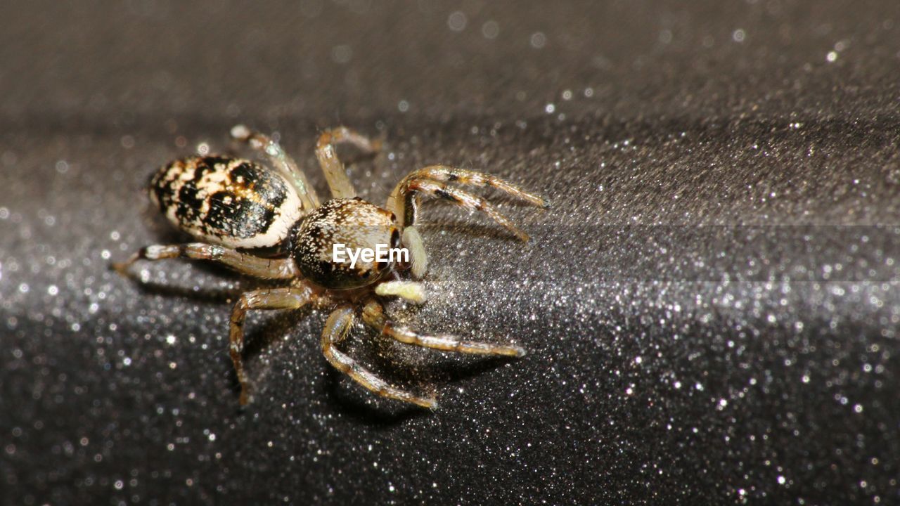 Close-up of spider