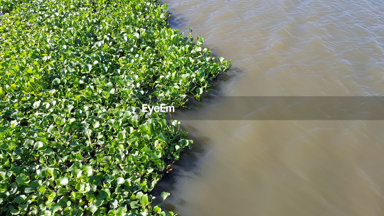 HIGH ANGLE VIEW OF PLANTS BY RIVER