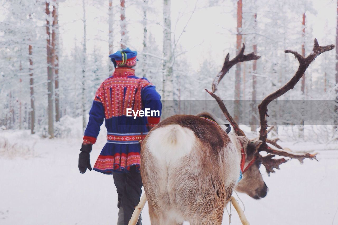 Rear view of man walking with reindeer in snow forest